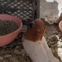 کفتر کله ای