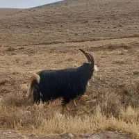 نر بز شیرازی