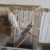 یک جفت عروس هلندی سخنگو آماده برای تخم گزاری