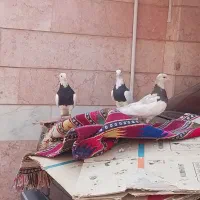 ۲۰ تا طوقی کله همه یک نسل|پرنده|مشهد, شهرک رازی (شهرک غرب)|دیوار