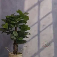 درختچه|گل مصنوعی|قم, انسجام|دیوار