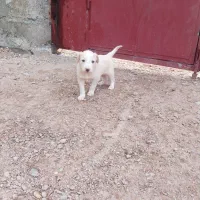 سگ فروشی|سگ|ایرانشهر, |دیوار