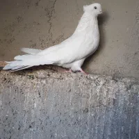 پیشونی دار کبوتر