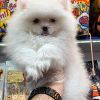 پامرانین خرسی سایز صفر