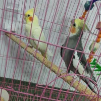جفت عروس هلندی جوجه بزرگ کن|پرنده|یزد, |دیوار