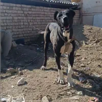 توله خراسانی|سگ|سبزوار, توحیدشهر|دیوار