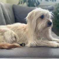 واگذاری شیتزو تریر ماده ۹ ماهه