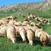 دامداری نسیم شهر|حیوانات مزرعه|بهارستان, |دیوار