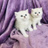 بچه گربه سیلور/بریتیش