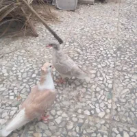 کبوتر فروشی