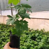 فروش انواع نهال گلدانی انگور با کیفیت عالی