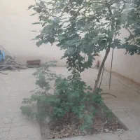 منزل-فروشی-یا-معاوضه-جهانفر