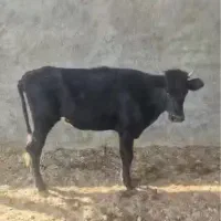 گوساله
