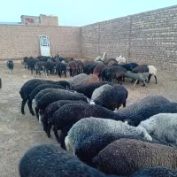 ۱۰۰ تا بره نروماده و۲۰میش جوان|حیوانات مزرعه|ساوه, |دیوار