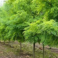 درخت نهال اقاقیا ۴تا۸متر ارتفاع مقاوم کم آبی وگرما|خدمات باغبانی و درختکاری|مشهد, سپاد|دیوار