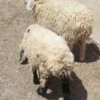 بره ماده چاق دوتا باهم23500