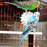 یک جفت مرغ عشق زیبا