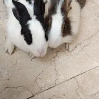 دو عدد خرگوش خانگی نر و ماده