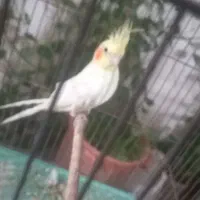 عروس هلندی ماده