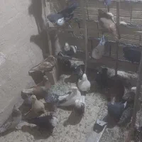 کفتر رنگی عالی