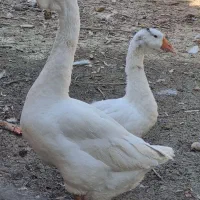 قو غاز خالماگوری و اردک اسرائیلی سفید