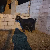 بز زایده|حیوانات مزرعه|مبارکه, |دیوار