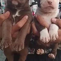 پیت بول مشکی شناسنامه دار نگهبان سفت سفت|سگ|کاشان, راوند|دیوار