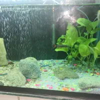 آکواریوم کامل با ماهی|ماهی|شوشتر, |دیوار