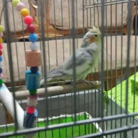 عروس هلندی جفت