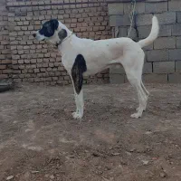 سگ سرابی|سگ|فریمان, |دیوار