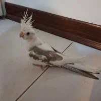 عروس هلندی،آلبینو دوکت،لوتینو،لوتینودوکت،پروانه ای