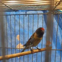 گلبسر نر خرم اباد|پرنده|فردیس, شهرک راه آهن|دیوار