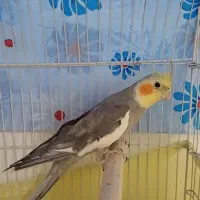 عروس هلندی نر عالی سرحال جوان همراه با تخفیف