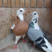 کفتر شازده جفتی و سبز المانی ترکه زرد جفتی