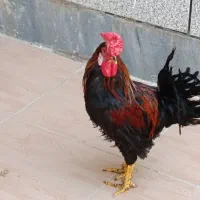 مرغ سیاه عربی چهل تاج