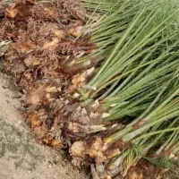 دیمیت و پا جوش نخل کبکاب