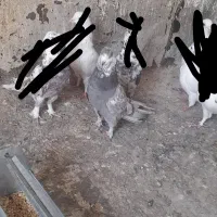 کبوتر|پرنده|قم, سید معصوم|دیوار