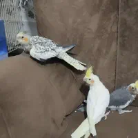 عروس هلندی|پرنده|زابل, |دیوار