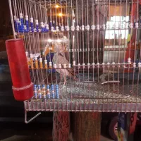 سهره قناری|پرنده|رباطکریم, رباطکریم|دیوار