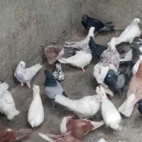 کفتر کبوتر پرشی|پرنده|بندرعباس, |دیوار