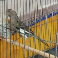 قناری نر سبز