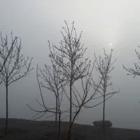 یک قطعه طلا پیدا شده