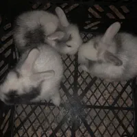 بچه خرگوش