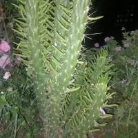 گل کاکتوس