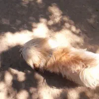 سگ پاکوتاه ۲میلون پانصد