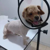 سگ چوگیاه