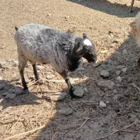 بره قوچ رومانوف|حیوانات مزرعه|کاشان, شهرک صنعتی راوند|دیوار