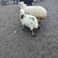 یک عدد گوسفند بابره ماده سالم وسرحال