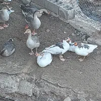 غاز|پرنده|اهواز, کوروش|دیوار