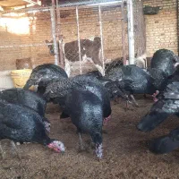 تعدادی بیقلمون چاق چاق سالم